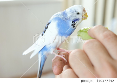 Man Owner is Feeding a Colorful Budgerigar with Fresh, Healthy Green Apple at Home. A person is nurturing a pet budgerigar, beautifully showcasing affection through dedicated pet care and attention 140377142