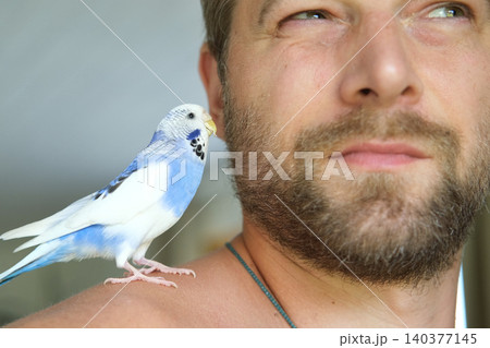 Budgerigar playing with handsome man. Budgie. Funny blue purple parakeet sitting on owner head. Cute violet tamed bird having fun with people. Friendship, relationship with Pets. Cute domestic animals 140377145