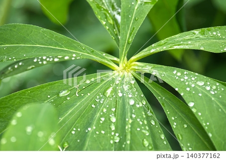 Close-up of green leaves covered in fresh water droplets after a spring rain shower Close-up of green leaves covered in fresh water droplets after a spring rain shower 140377162