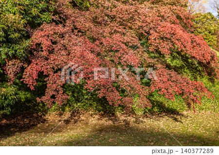 小石川後楽園の芝生の上に鮮やかに枝を広げる真っ赤な紅葉の木 2023年11月 140377289