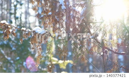 Real photo. Frozen iced branches of tree against sun during sunny winter day. Macro close up view of branch covered by snow in a snowy forest. Plants in the wood at frosty weather. Nature landscape Real photo. Frozen iced branches of tree against sun during sunny winter day. Macro close up view of branch covered by snow in a snowy forest. Plants in the wood at frosty weather. Nature landscape 140377421