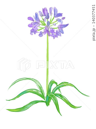 咲き誇るアガパンサスの花の手描きの水彩イラスト 咲き誇るアガパンサスの花の手描きの水彩イラスト 140377451