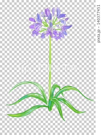 咲き誇るアガパンサスの花の手描きの水彩イラスト 咲き誇るアガパンサスの花の手描きの水彩イラスト 140377451