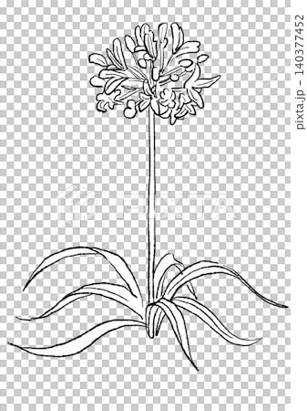 A hand-drawn line art illustration of blooming agapanthus flowers. A hand-drawn line art illustration of blooming agapanthus flowers. 140377452