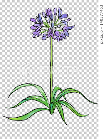 手繪線條畫和水彩插圖,描繪了盛開的百子蓮花。 手繪線條畫和水彩插圖,描繪了盛開的百子蓮花。 140377453