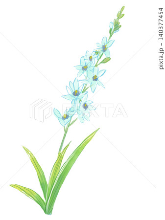咲き誇るイキシアの花の手描きの水彩イラスト 咲き誇るイキシアの花の手描きの水彩イラスト 140377454