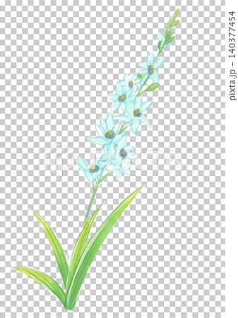 咲き誇るイキシアの花の手描きの水彩イラスト 咲き誇るイキシアの花の手描きの水彩イラスト 140377454