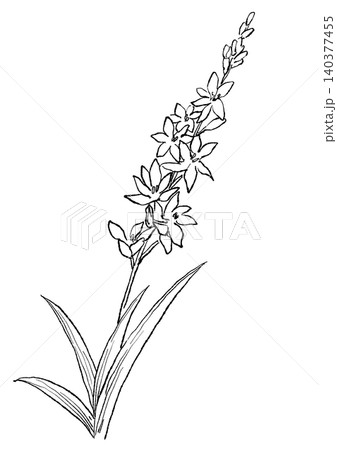 咲き誇るイキシアの花の手描きの線画イラスト 咲き誇るイキシアの花の手描きの線画イラスト 140377455