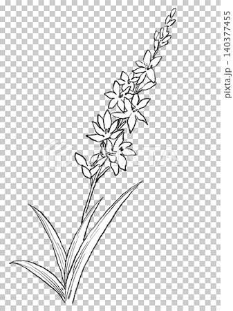 咲き誇るイキシアの花の手描きの線画イラスト 咲き誇るイキシアの花の手描きの線画イラスト 140377455