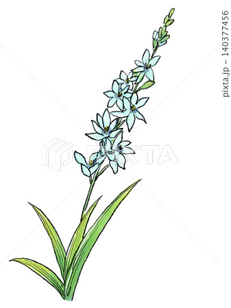 咲き誇るイキシアの花の手描きの線画と水彩イラスト 咲き誇るイキシアの花の手描きの線画と水彩イラスト 140377456