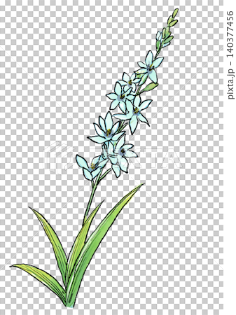咲き誇るイキシアの花の手描きの線画と水彩イラスト 咲き誇るイキシアの花の手描きの線画と水彩イラスト 140377456