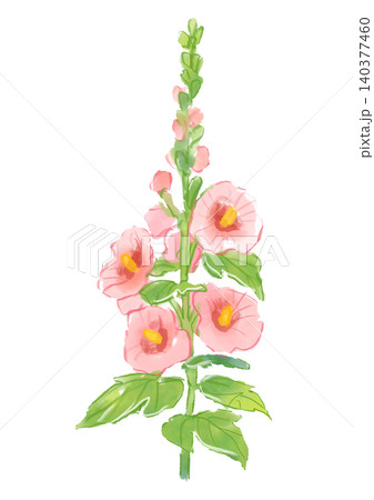 咲き誇るタチアオイの花の手描きの水彩イラスト 140377460