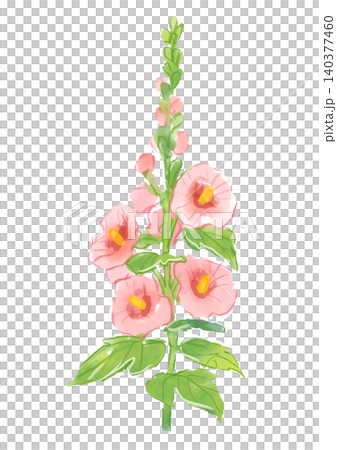咲き誇るタチアオイの花の手描きの水彩イラスト 140377460