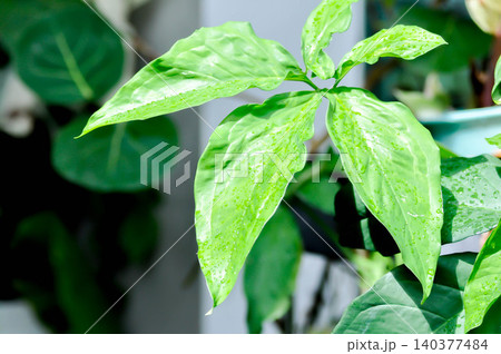 Syngonium podophyllum, Arrowhead Vine or Goosefoot Plant or Araceae or bicolor syngonium and rain droplet Syngonium podophyllum, Arrowhead Vine or Goosefoot Plant or Araceae or bicolor syngonium and rain droplet 140377484