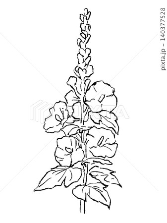 咲き誇るタチアオイの花の手描きの線画イラスト 咲き誇るタチアオイの花の手描きの線画イラスト 140377528