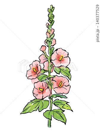 咲き誇るタチアオイの花の手描きの線画と水彩イラスト 咲き誇るタチアオイの花の手描きの線画と水彩イラスト 140377529