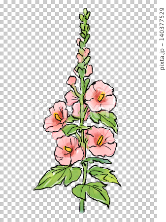 咲き誇るタチアオイの花の手描きの線画と水彩イラスト 咲き誇るタチアオイの花の手描きの線画と水彩イラスト 140377529