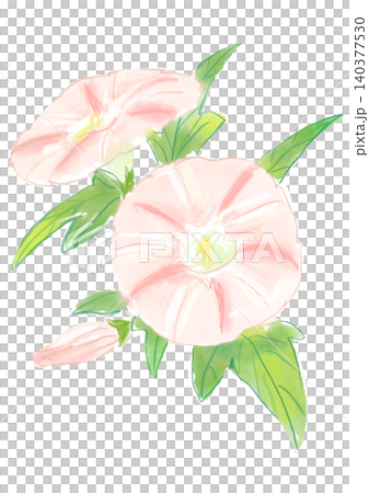A hand-painted watercolor illustration of evening primroses in full bloom. 140377530