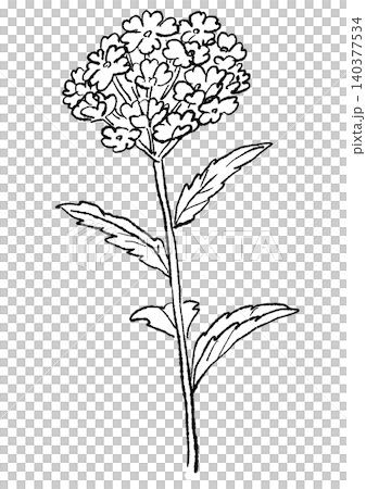 A hand-drawn line art illustration of a verbena flower in full bloom. A hand-drawn line art illustration of a verbena flower in full bloom. 140377534