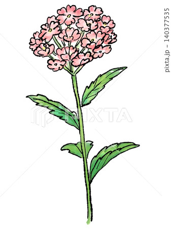 咲き誇るバーベナの花の手描きの線画と水彩イラスト 咲き誇るバーベナの花の手描きの線画と水彩イラスト 140377535