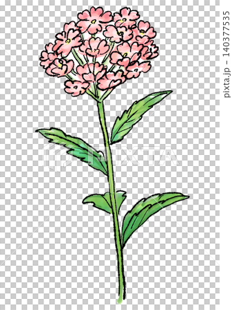 咲き誇るバーベナの花の手描きの線画と水彩イラスト 咲き誇るバーベナの花の手描きの線画と水彩イラスト 140377535