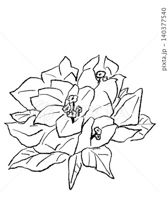咲き誇るブーゲンビリアの花の手描きの線画イラスト 咲き誇るブーゲンビリアの花の手描きの線画イラスト 140377540