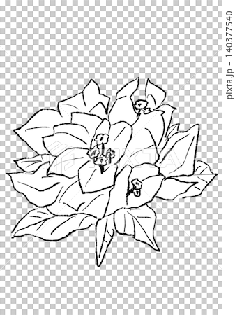 咲き誇るブーゲンビリアの花の手描きの線画イラスト 咲き誇るブーゲンビリアの花の手描きの線画イラスト 140377540