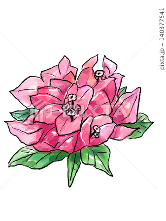 咲き誇るブーゲンビリアの花の手描きの線画と水彩イラスト 咲き誇るブーゲンビリアの花の手描きの線画と水彩イラスト 140377541