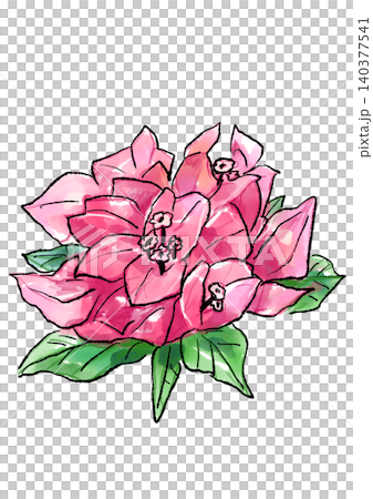 咲き誇るブーゲンビリアの花の手描きの線画と水彩イラスト 咲き誇るブーゲンビリアの花の手描きの線画と水彩イラスト 140377541