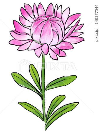 咲き誇るムギワラギクの花の手描きの線画と水彩イラスト 咲き誇るムギワラギクの花の手描きの線画と水彩イラスト 140377544
