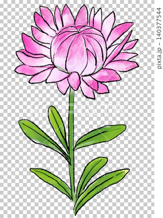 Hand-drawn line art and watercolor illustration of blooming strawflowers Hand-drawn line art and watercolor illustration of blooming strawflowers 140377544