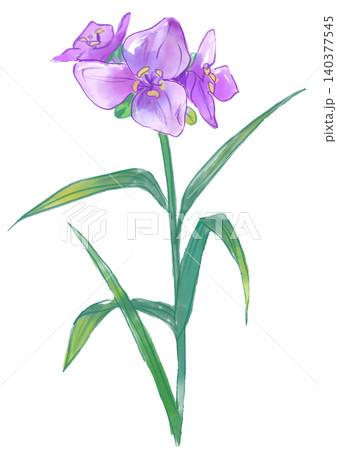 咲き誇るムラサキツユクサの花の手描きの水彩イラスト 咲き誇るムラサキツユクサの花の手描きの水彩イラスト 140377545