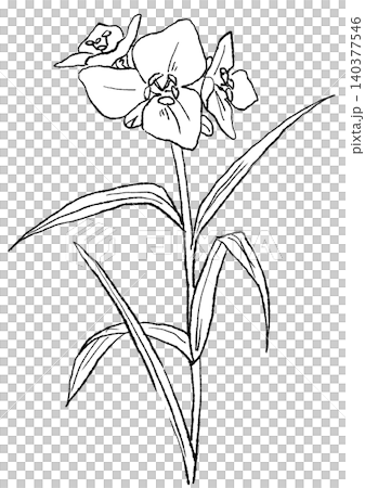 A hand-drawn line art illustration of blooming spiderwort flowers. A hand-drawn line art illustration of blooming spiderwort flowers. 140377546