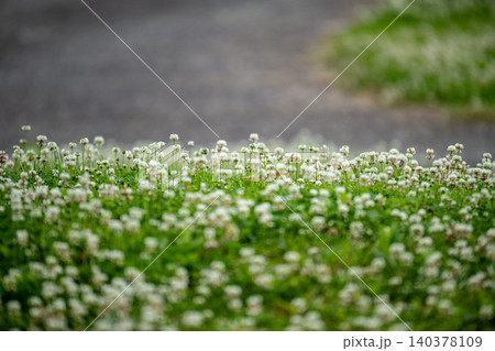 公園の道沿いに群生する白詰草(シロツメクサ)の花 公園の道沿いに群生する白詰草(シロツメクサ)の花 140378109