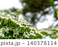 初夏の公園に咲く白いヤマボウシ（山法師）の花 140378114