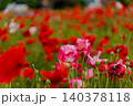 一面に咲き誇る赤とピンクのポピー（シャーレーポピー）の花畑 140378118