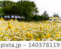緑豊かな木々と青空の下に広がる満開のカモミール畑 140378119