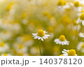 初夏のハーブ園に広がる満開のジャーマンカモミール 140378120