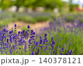 初夏の風に吹かれて咲く鮮やかな紫色のラベンダー畑 140378121