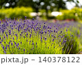 初夏の瑞々しい光に包まれた満開のラベンダーの群生 140378122