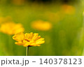 初夏の光を浴びて咲くダイヤーズカモミール（キク科の黄色い花） 140378123