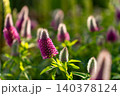 初夏の光を浴びて逆光に輝くトリフォリウム・ルーベンスの花 140378124