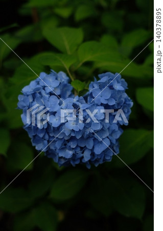 ハート方の紫陽花 140378895
