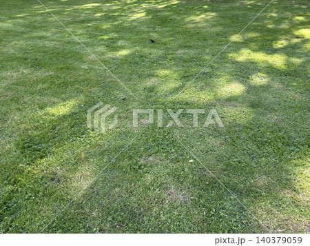 a lush, green grassy lawn bathed in dappled sunlight. A peaceful, natural outdoor setting on a bright, sunny day. 140379059