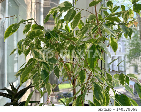 the Ficus benjamina positioned in front of a bright window. Cozy home atmosphere the Ficus benjamina positioned in front of a bright window. Cozy home atmosphere 140379068