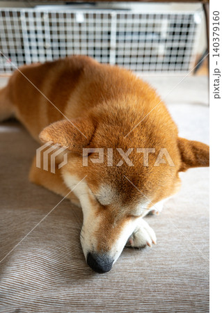 眠る柴犬 眠る柴犬 140379160