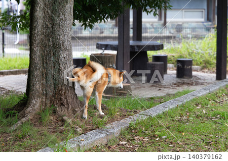 しっこする柴犬 しっこする柴犬 140379162