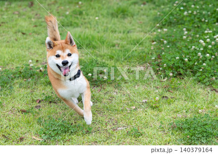走る柴犬 走る柴犬 140379164