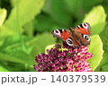 Beautiful Peacock butterfly (Aglais io) with vibrant eye spots sitting on pink Sedum (Stonecrop) flowers in sunny garden. 140379539