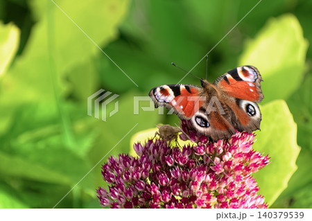 Beautiful Peacock butterfly (Aglais io) with vibrant eye spots sitting on pink Sedum (Stonecrop) flowers in sunny garden. Beautiful Peacock butterfly (Aglais io) with vibrant eye spots sitting on pink Sedum (Stonecrop) flowers in sunny garden. 140379539